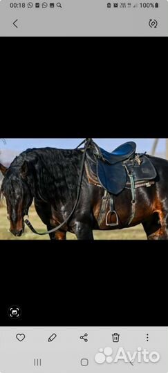 Жеребчик 2.2г карачаевский