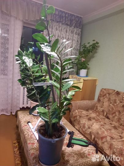 Замиокулькас (долларовое дерево)