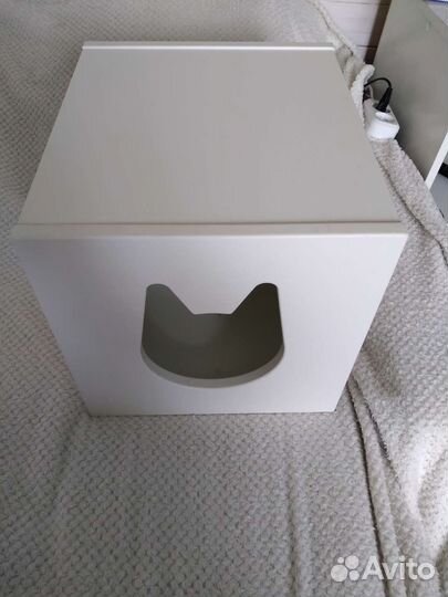 Домашние животные кошки