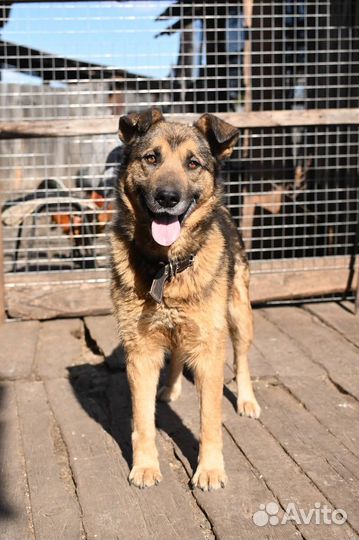 Метис овчарки