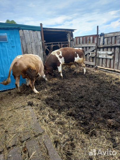 Быки на мясо