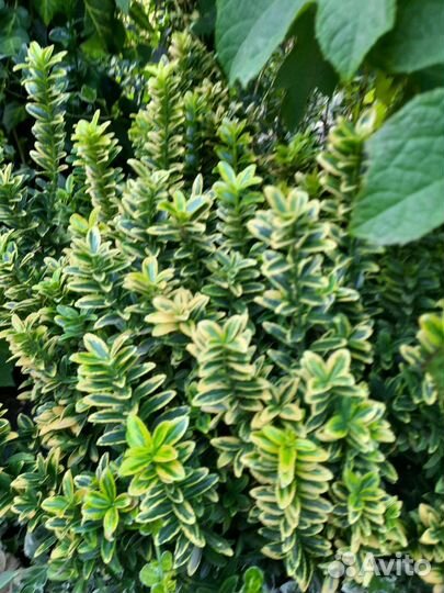 Декоративно - лиственные кустарники