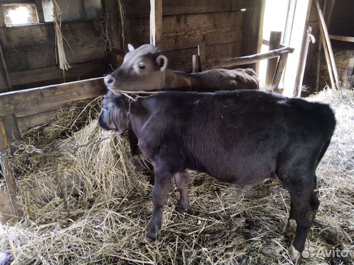 Бычки и быки