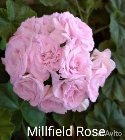 Пеларгонии сортовые часть 1