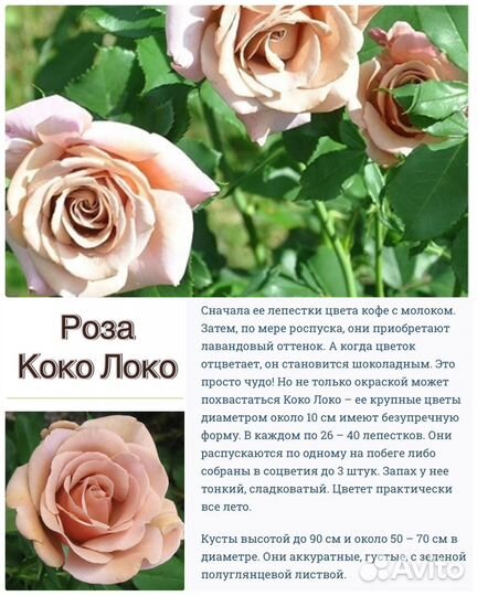 Роза Коко Локо