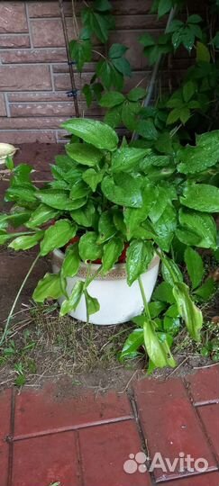 Драцена, авокадо, бамбук, сансевьерия продаю