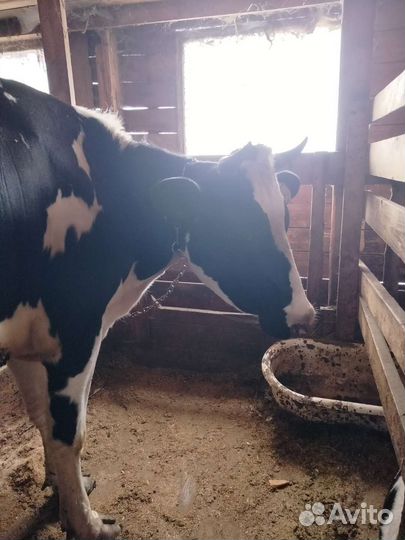 Корова голштинской породы