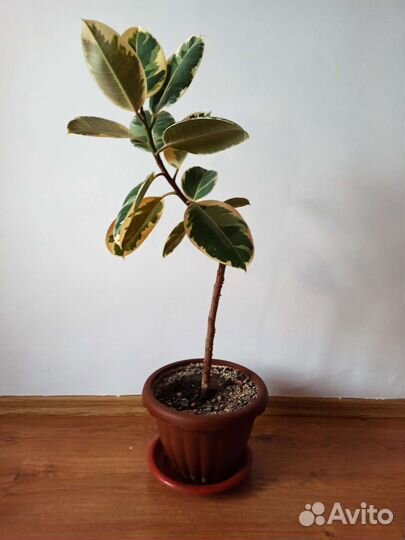 Фикус каучуконосный триколор