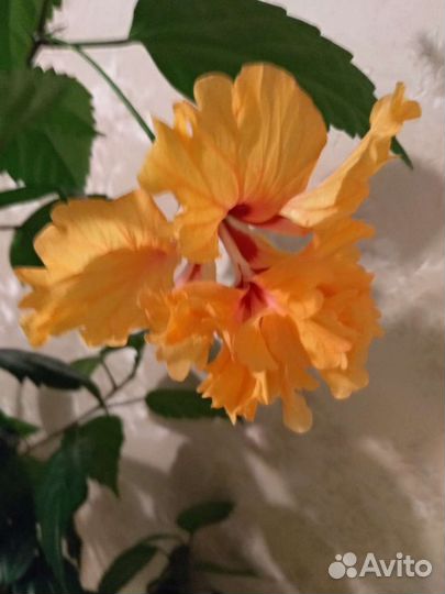 Сортовые гибискусы