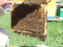 Продам отводки, пчелосемьи, матки