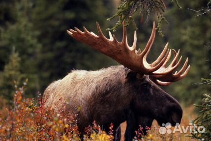 Охота и рыбалка с сопровождением 