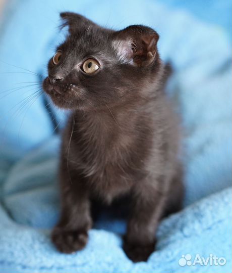 Котенок интересный