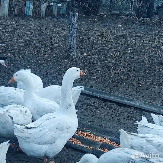 Гуси домашние