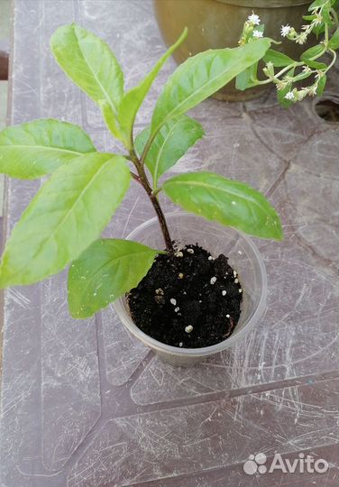 Джинура Прокумбенс (Gynura procumbens)