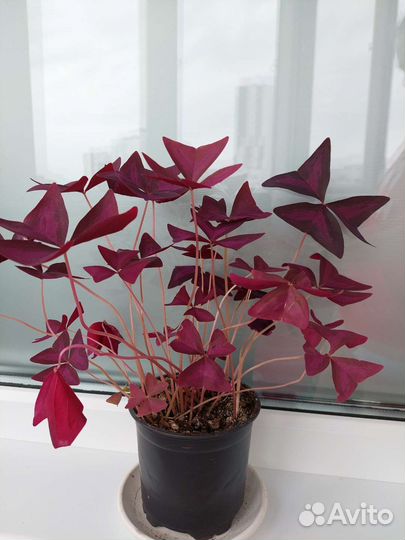 Оксалис кислица