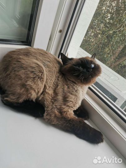 Кошка в добрые руки невская маскарадная