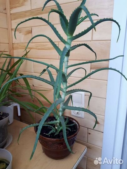 Алоэ 50 см с горшком