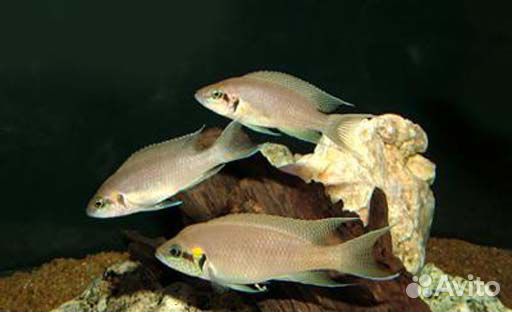 Принцесса Бурунди