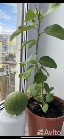 Павловский лимон