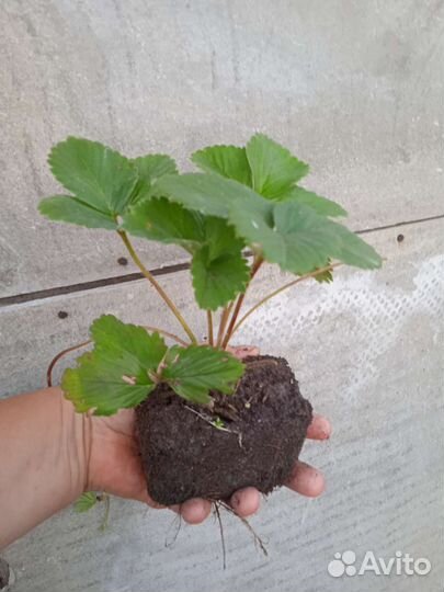 Саженцы сортовой клубники