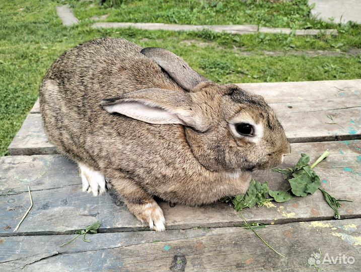 Кролики на племя