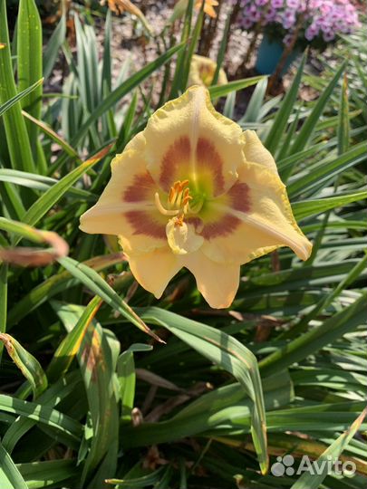 Продам лилейник