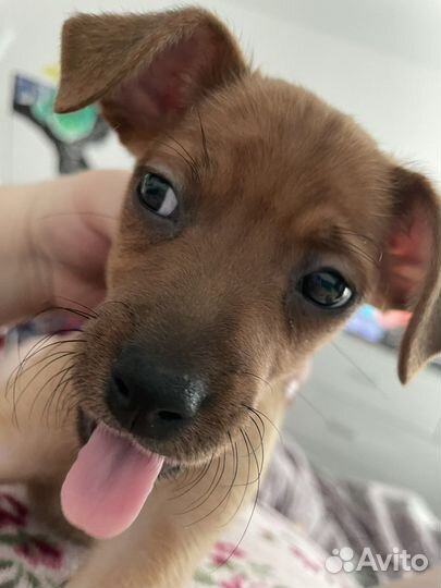 Собака той-терьер