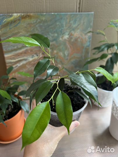 Фикус бенджамина