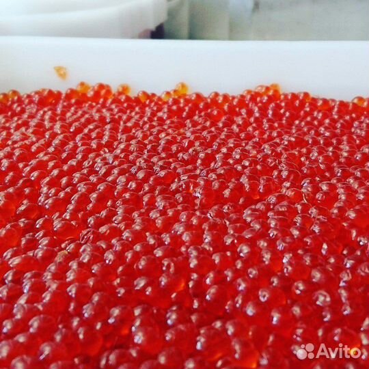 Красная икра 2023