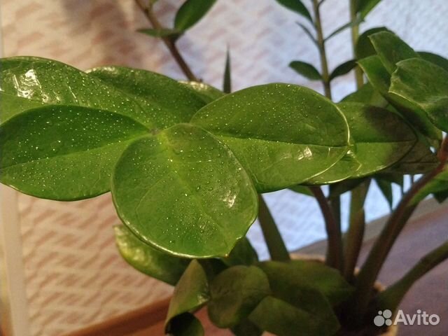 Замиокулькас