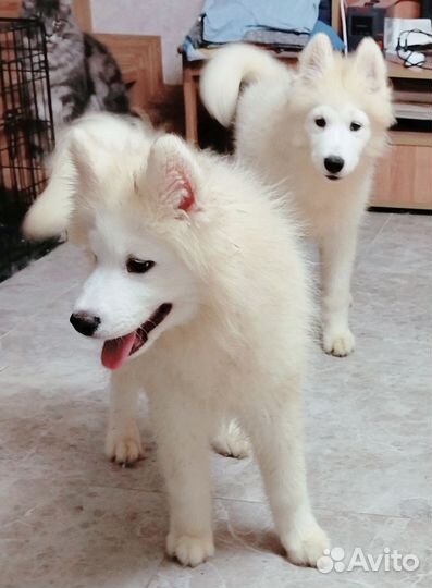 Щенки самоеда