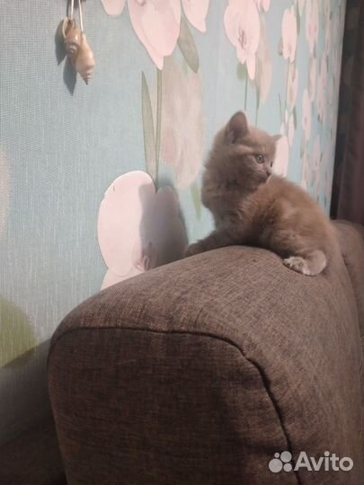 Шотландские вислоухие котята мраморные