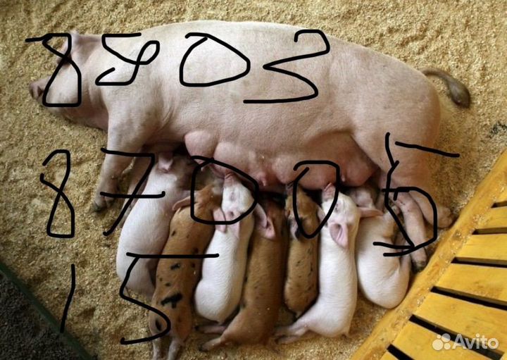 Продам маленьких поросят