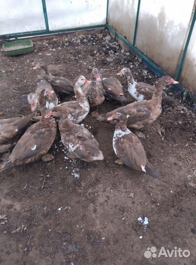 Мускусные утки