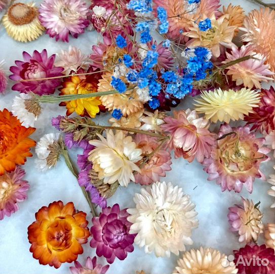 Сухоцветы Гелихризум, Статица, 2 см, 25 гр, 20 шт