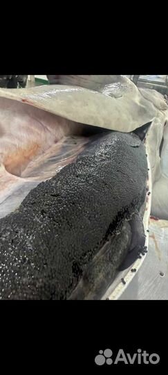 Продаю икру черную (дойная и забойная)