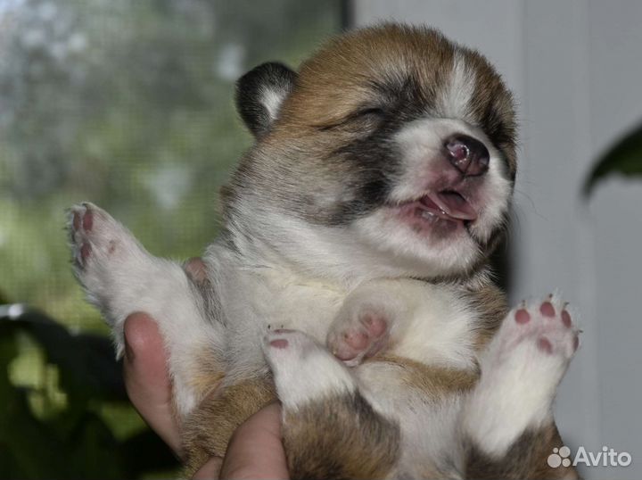 Вельш корги пемброк щенки