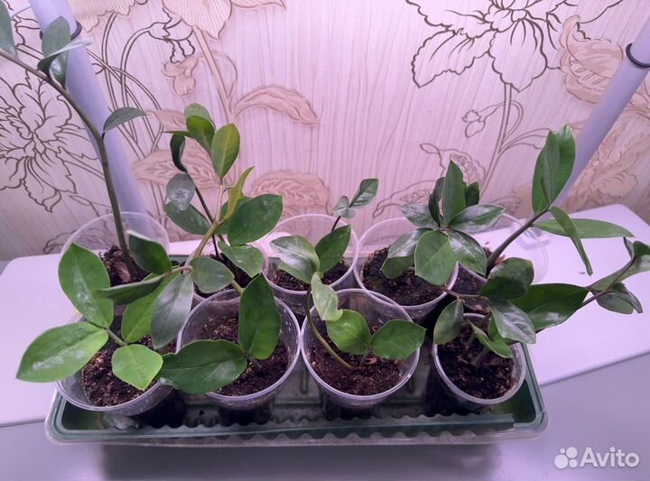 Замиокулькас