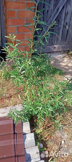 Саженцы облепихи