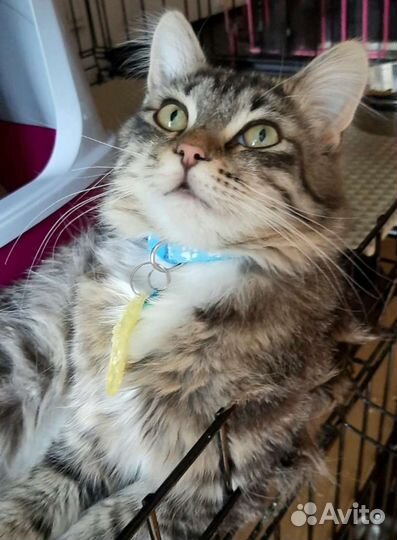 Котики бесплатно в добрые руки