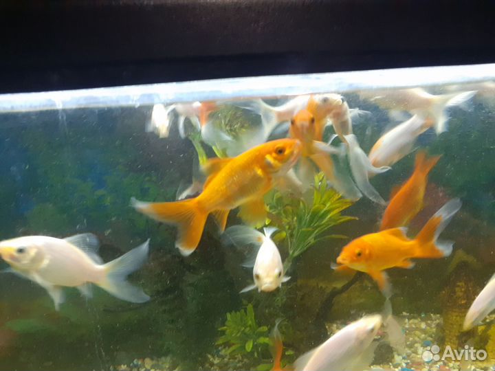 Рыбки камета, цихлиды