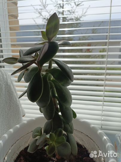 Крассула толстянка