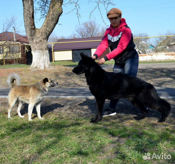 Немецкая овчарка вязка