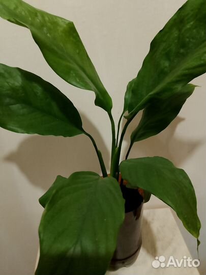 Спатифиллум