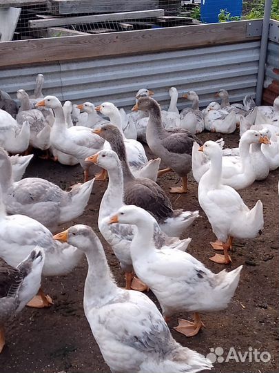 Гусиное мясо