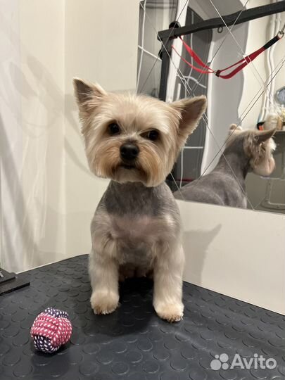 Уход за животнымм. Груминг