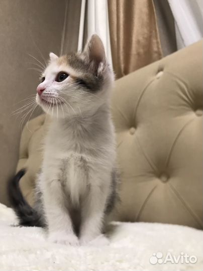 Котята в добрые руки даром