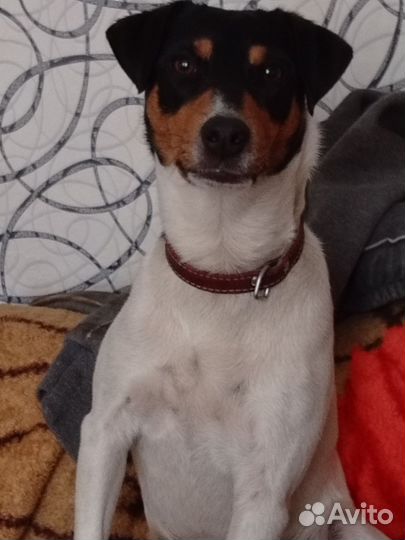 Джек Рассел Парсон терьер