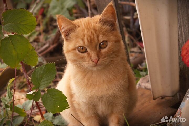 Котенок 3 месяца мальчик