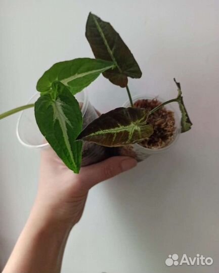 5 видов сингониум вендланда